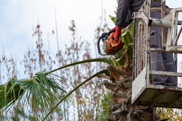 Worker pruning a palm tree with a tree saw stock photo