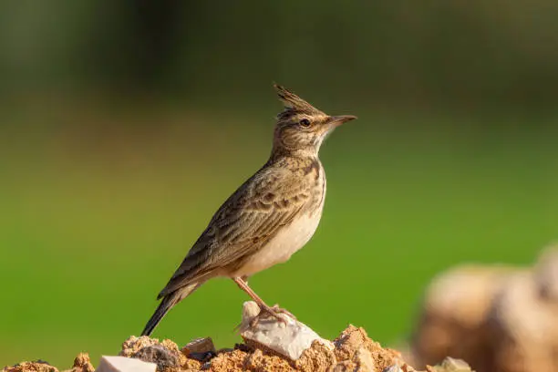 The crested lark (Galerida cristata) is a bird species belonging to the lark family