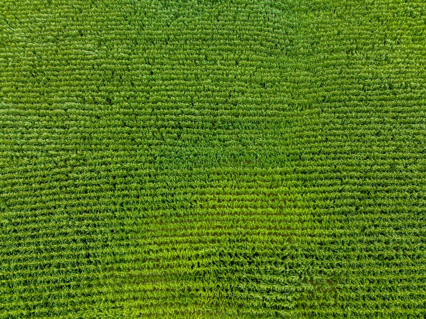 istock Corn field aerial view in Auckland 1456262546