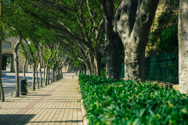 istock Avenue in Valletta lined with nice mediterranean trees on a sunny day 1456263367