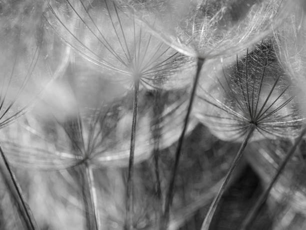 nahaufnahme von löwenzahn fluff - dandelion water dandelion seed dew stock-fotos und bilder