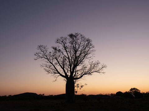 Single Boab tree at sunrise in the Kimberly Western Australia