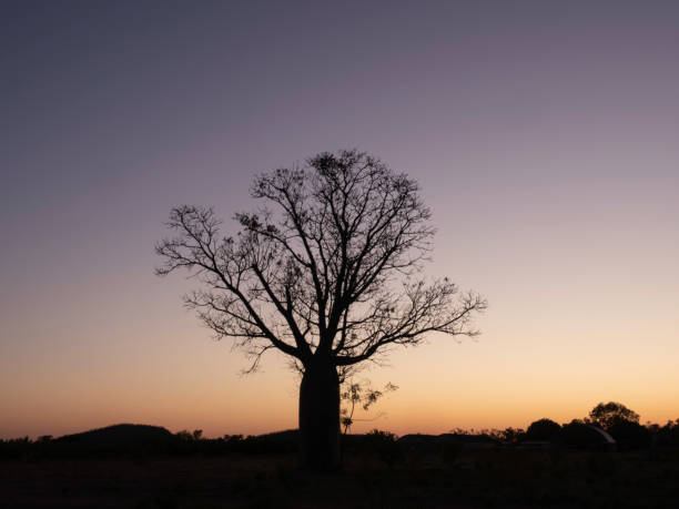 boab ao nascer do sol - kimberley plain - fotografias e filmes do acervo