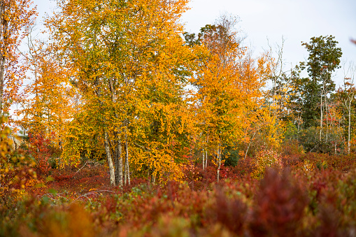 Fall Foliage trees in Arcadia State Management Area of Rhode Island in Exeter, Rhode Island, United States