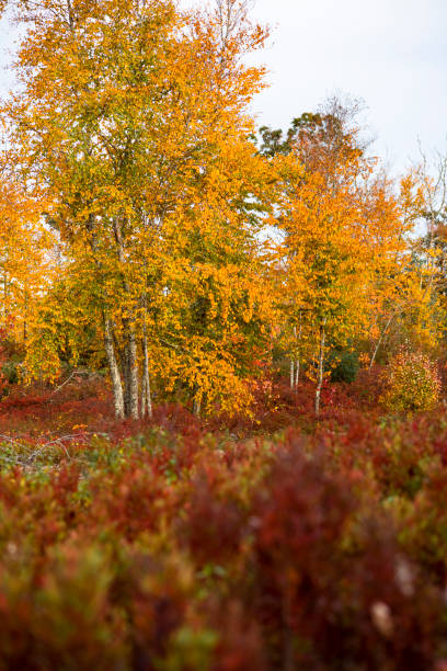 istock Fall Foliage trees in Arcadia State Management Area of Rhode Island 1456265117