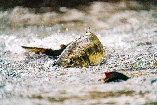 Straight on view of a chum salmon in a shallow creek in Seattle, Washington, United States