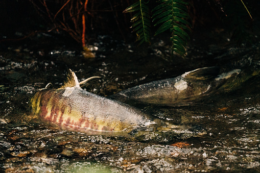 Closeup view of two salmon together in a redd in Seattle, Washington, United States