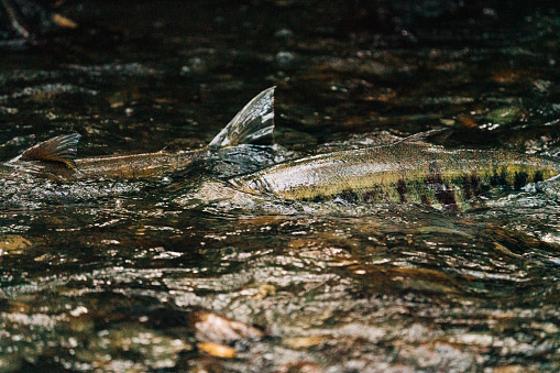 Closeup view of salmon in a river in Seattle, Washington in Seattle, Washington, United States