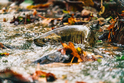 Side view of a female chum salmon swimming upstream in Seattle, Washington, United States