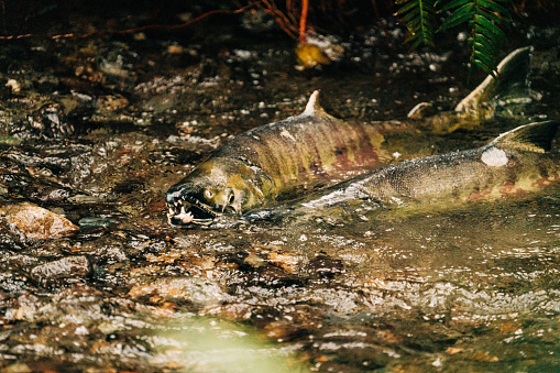 Closeup view of two male chum salmon fighting in a redd in Seattle, Washington, United States