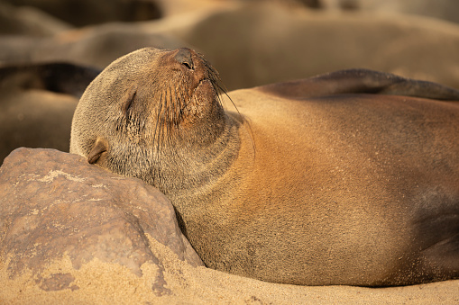 Arctocephalus Pusillus Seal sleeping in Cape Cross, Erongo Regio in Cape Cross, Erongo Region, Namibia