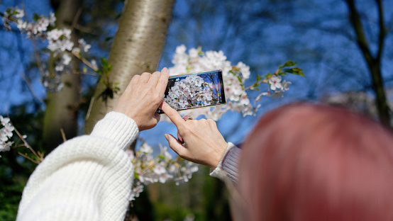 woman with smartphone takes photo of cherry blossoms in springtime