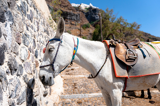 A white Donkey rests on a mountain side stairway in Santorini during the summer