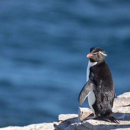 An alert Southern Rockhopper Penguin, Eudyptes chrysocome, standing on top of a cliff, looking at the camera, with a background of the South Atlantic Ocean. Sea Lion Island, Falklands. Cropping options and plenty of copy space