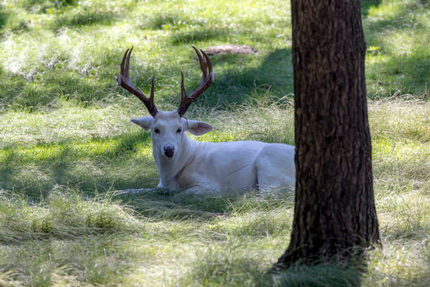 istock Rare white deer. 1456273212