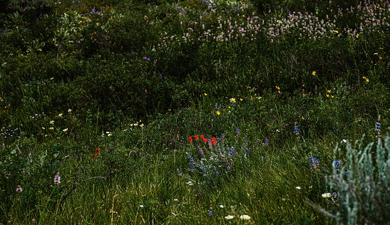 Lush wildflower meadow