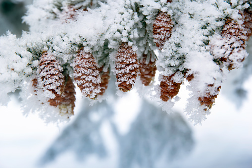 Pine branch with many cones covered with snow and hoarfrost in winter forest.