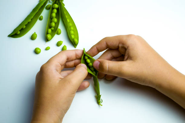 istock Green polka dots in hand on a white background. 1456276312
