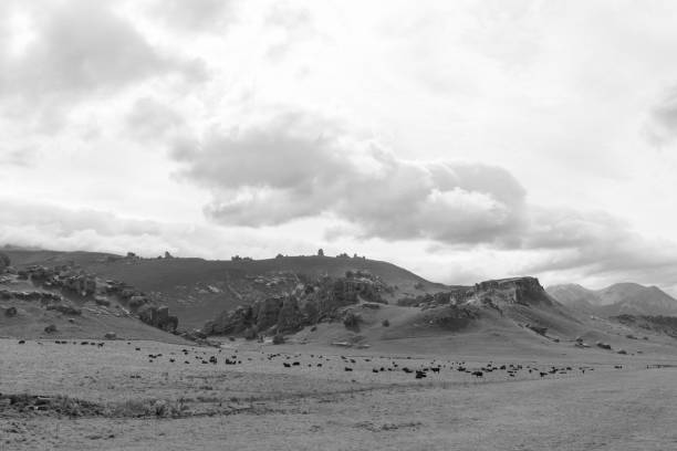 istock New Zealand grass field, black and white 1456278410