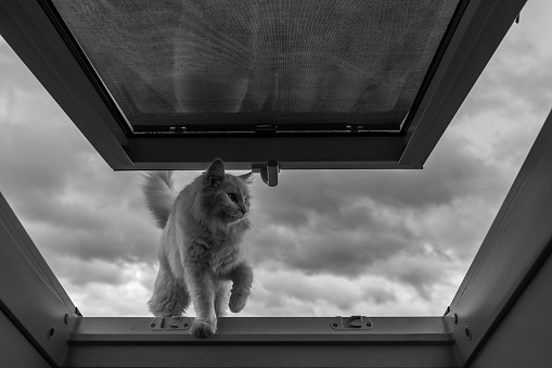 white cat at roof window with dramatic heavy clouds in background, black and white (b&w)