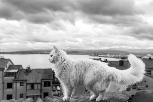 Photogenic white cat on roof with Koper town in background, b&w