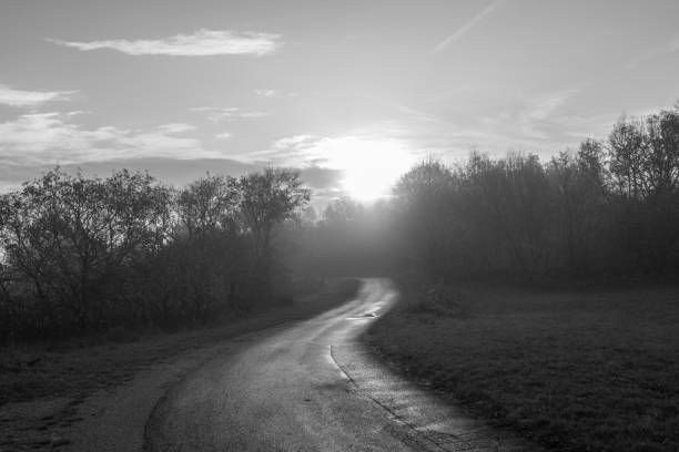 road through forest to the sun, illuminated path, sunrise, bright, artistic, abstract, black and white (b&w)