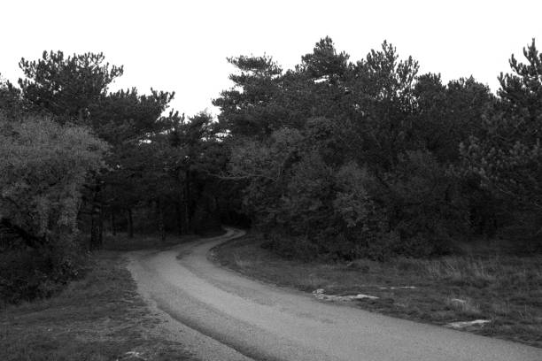 road through forest to the sun, illuminated path, sunrise, bright, artistic, abstract, black and white (b&w)