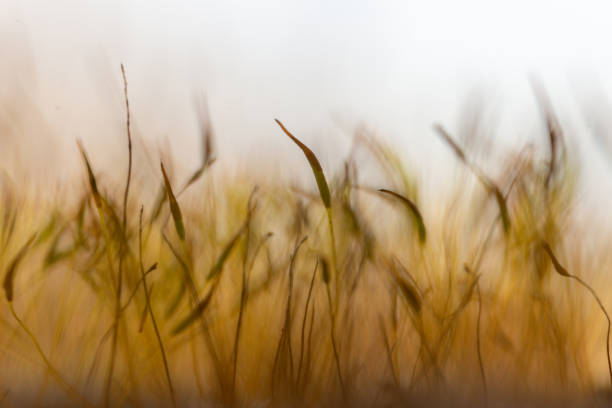 istock Landscape formed by sporangia 1456281934