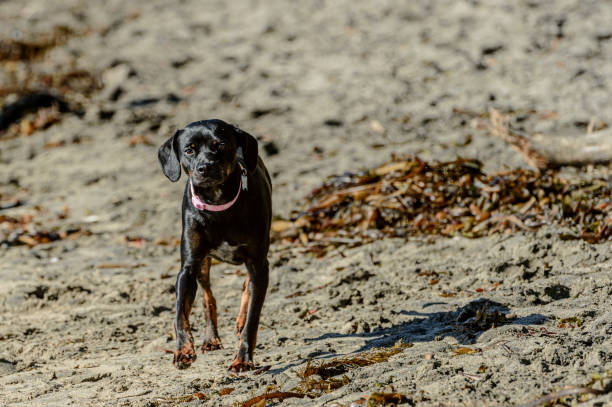 istock Close-up of Small Black Dog Having Fun on Beach 1456284372