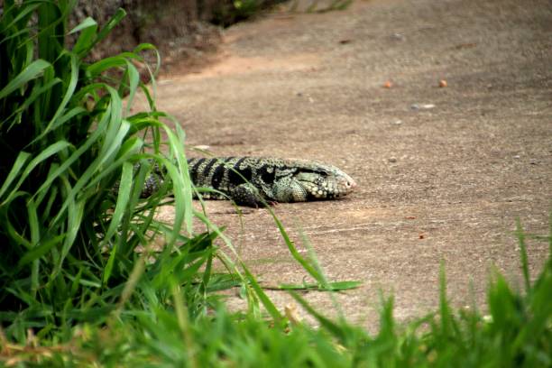 istock Tegu Lizard - Tupinambis Teguixin 1456284840