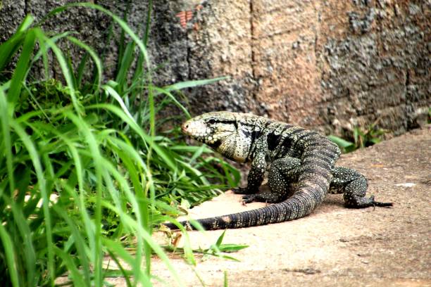 istock Tegu Lizard - Tupinambis Teguixin 1456285016