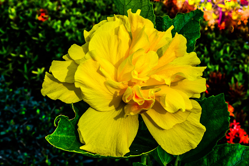 yellow rose, Phrae, Northwest Thailand, big flower head, yellow petals, large jagged green leaves, beautiful flower, nature experience, attraction, point of interest