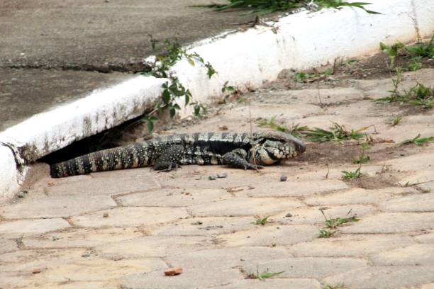 istock Tegu Lizard - Tupinambis Teguixin 1456286629