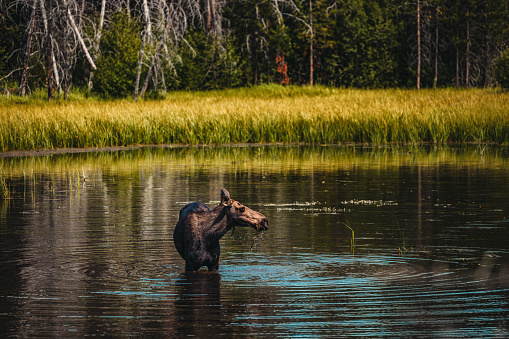 A giant moose on n natural habitat