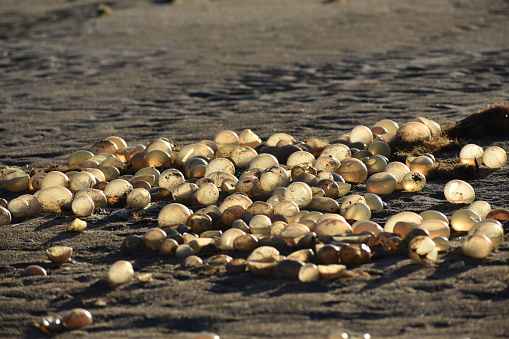 stranded ovicapsules, or orbs, of pachycymbiola brasiliana (synonym Adelomelon brasilianum) sea snail, spanish called voluta negra, or voluta brasiliana, on a beach in Argentina