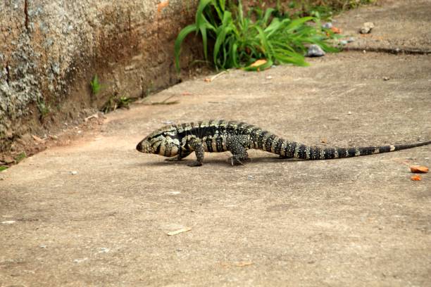 Albino blue tegu