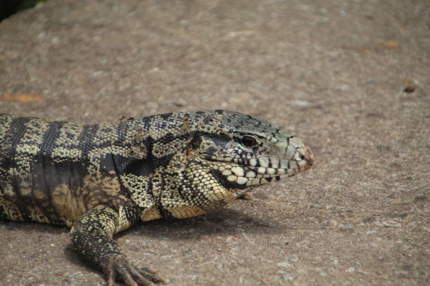 istock Tegu Lizard - Tupinambis Teguixin 1456293230