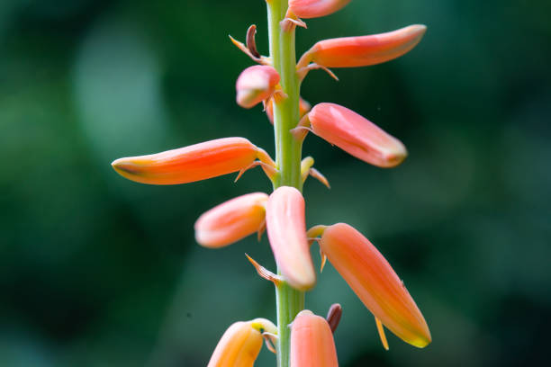 Aloe Vera flower with natural background, Thailand.