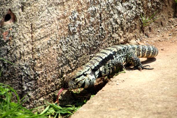 istock Tegu Lizard - Tupinambis Teguixin 1456294243