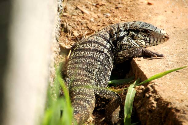 istock Tegu Lizard - Tupinambis Teguixin 1456294252