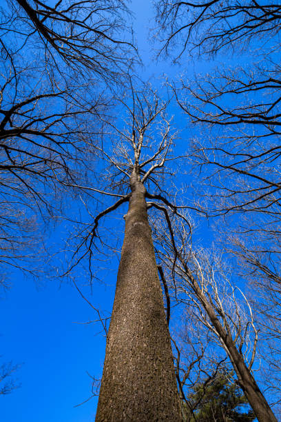istock View looking up at the tulip tree in winter. 1456295228