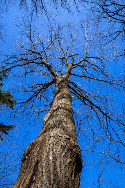 istock View looking up at the tulip tree in winter. 1456295257