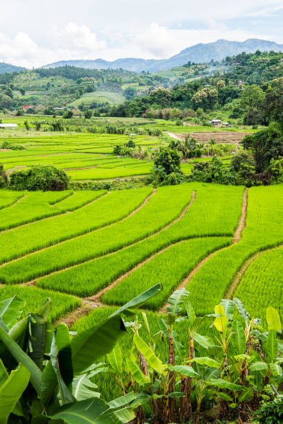 istock Rice terraces in country 1456295315