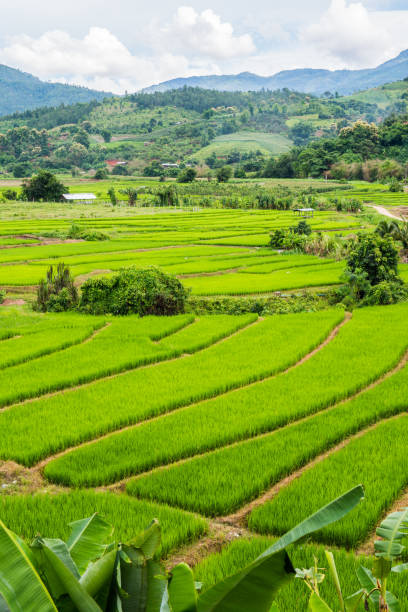 istock Rice terraces in country 1456295327
