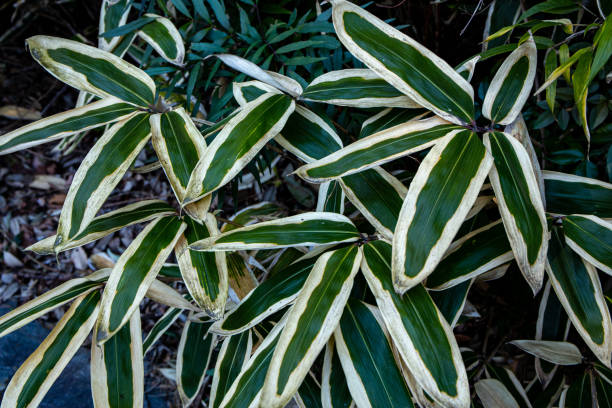 Sasa veitchii with a white edge that grows naturally on mountain slopes.