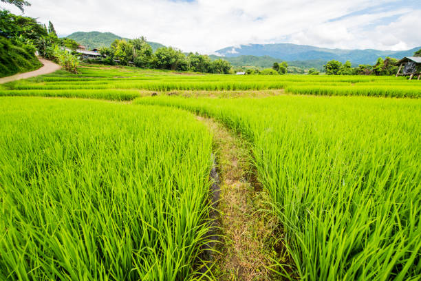 istock Rice terraces in country 1456295379
