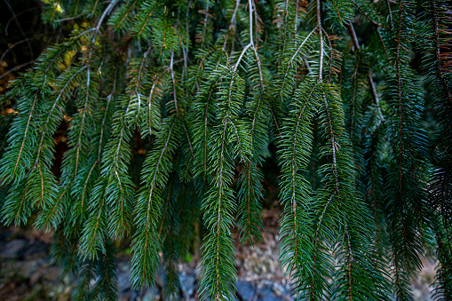 Norway spruce with heavy twigs hanging down.
