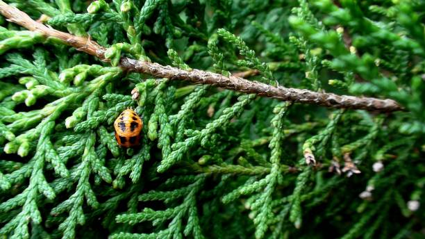 istock insect beetle - ladybug (pupa) - coccinella 1456296176