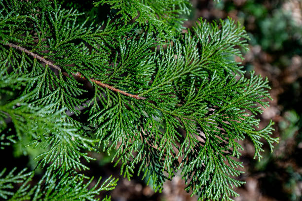 istock Beautiful japanese cypress leaf in the forest. 1456296901