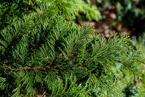 istock Beautiful japanese cypress leaf in the forest. 1456296927